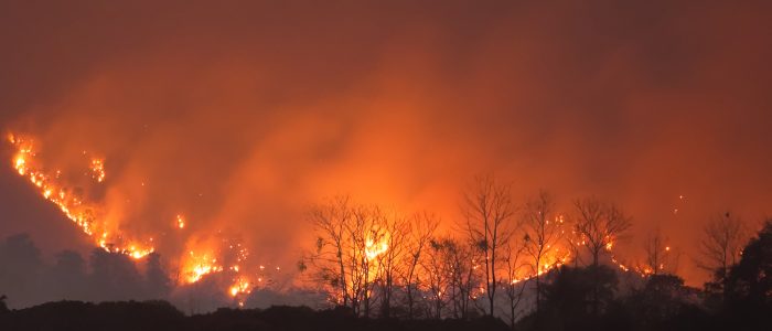 Forest Fire at Night.Wildfire burning forest trees in the mountain.Wildfire caused by humans.
