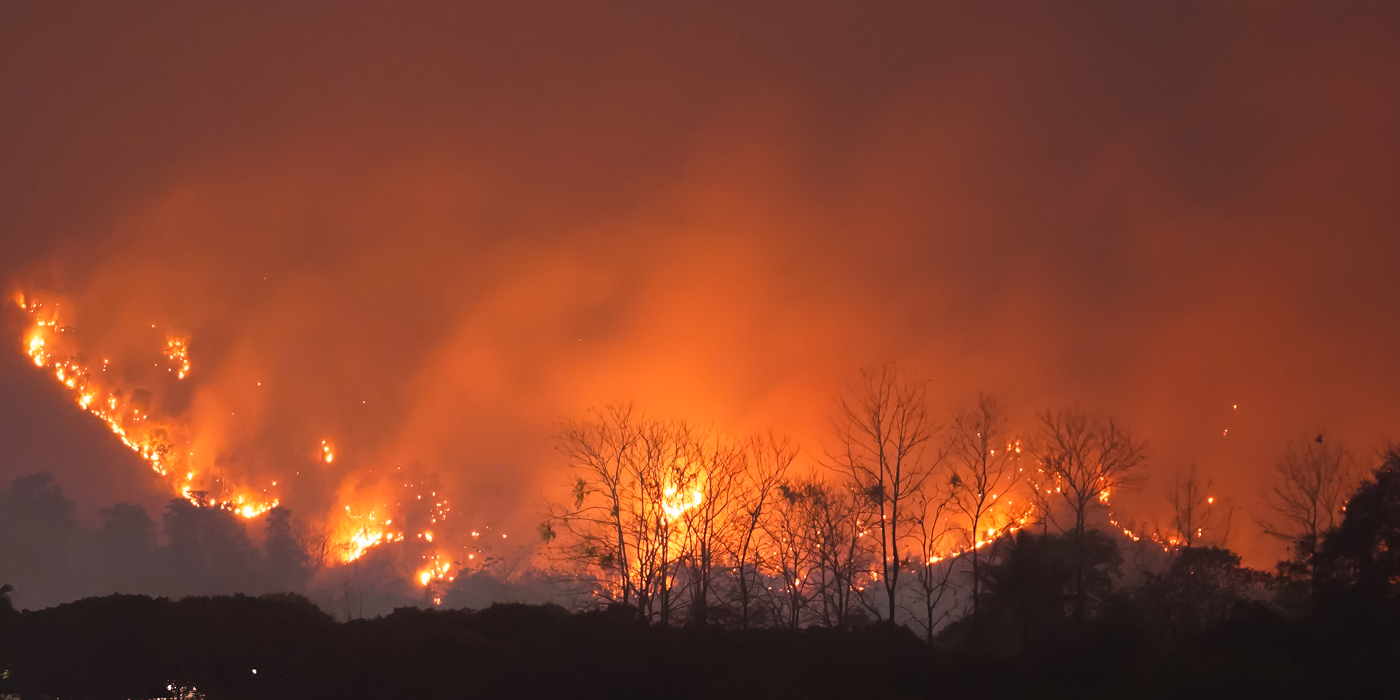 Forest Fire at Night.Wildfire burning forest trees in the mountain.Wildfire caused by humans.