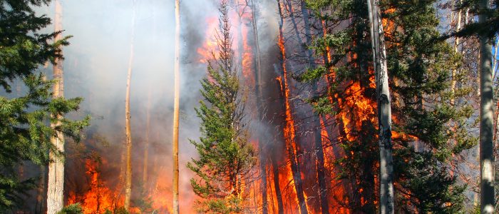 A wildfire burns in a fir and aspen forest.