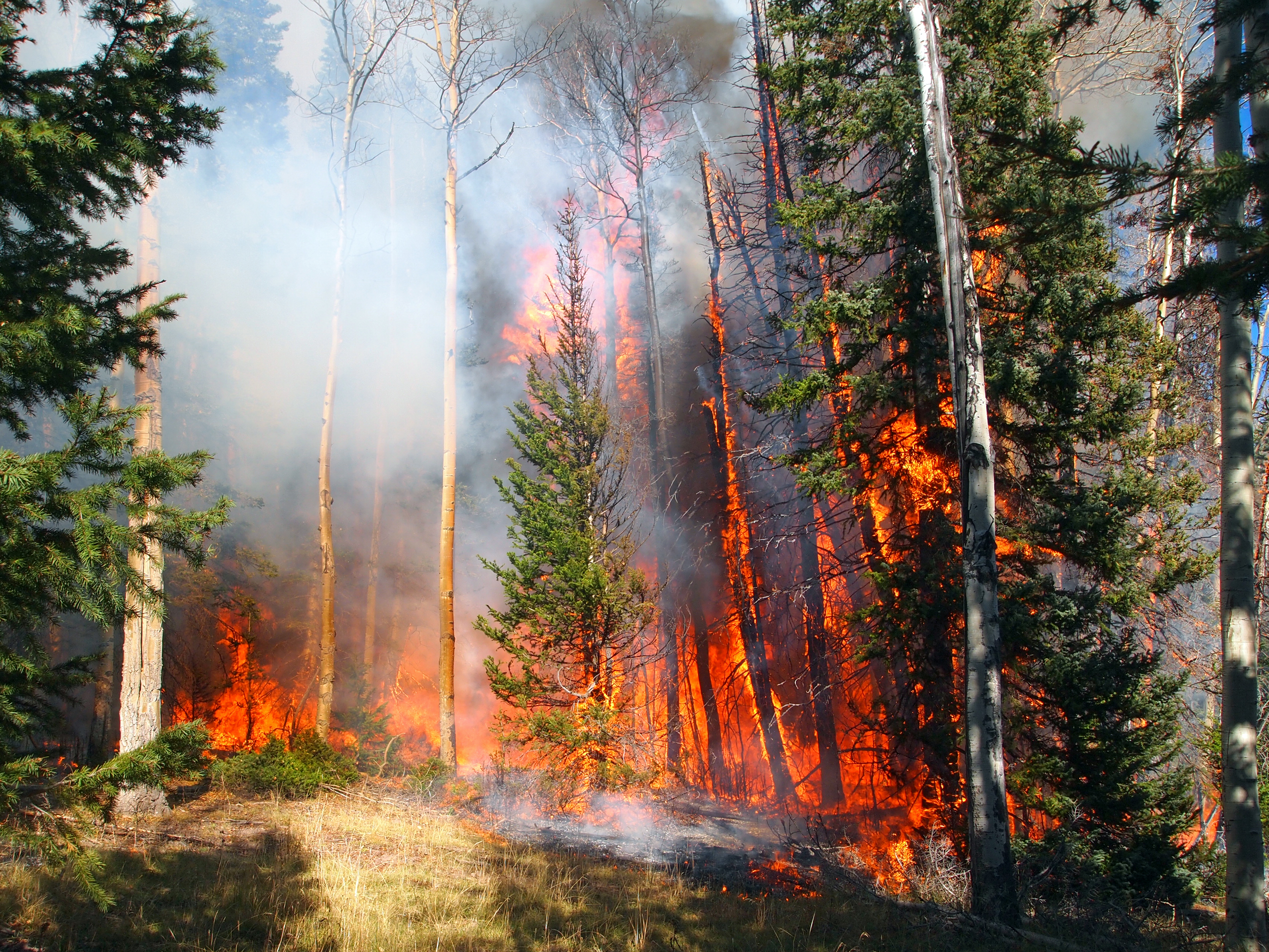 A wildfire burns in a fir and aspen forest.