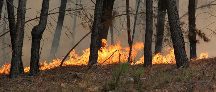 Wildfire burning through a wooded area