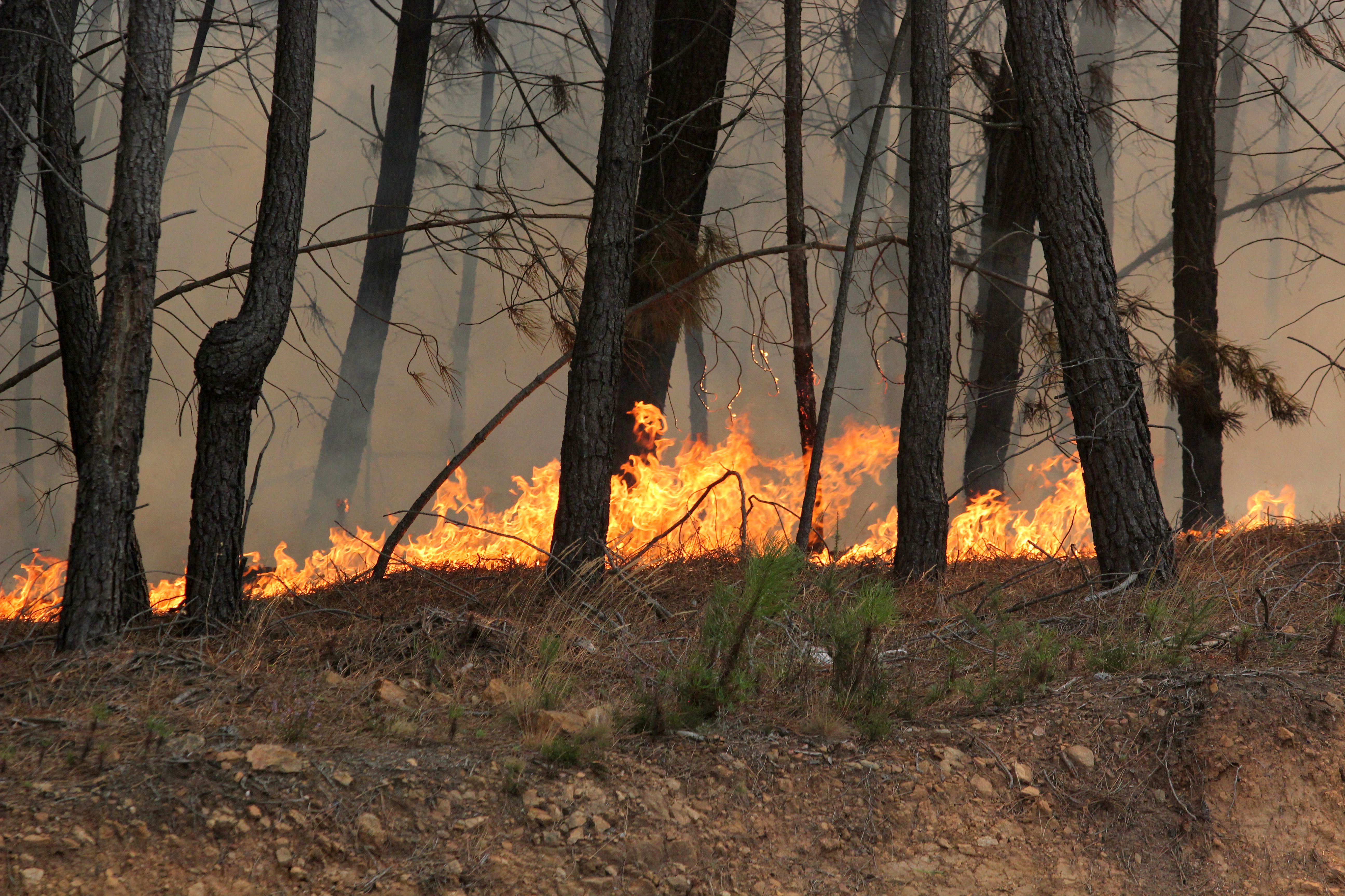 Wildfire burning through a wooded area