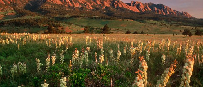 Yucca plants with the Rocky Mountains in the background outside Boulder Colorado