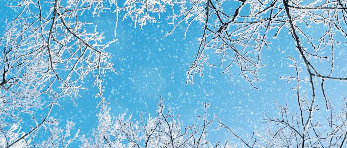 Winter background. Frosty branches of the winter trees against blue sky -forest winter landscape scene. Snowy treetops of winter trees in the sunny winter forest. Sunny winter landscape. Snowy winter forest