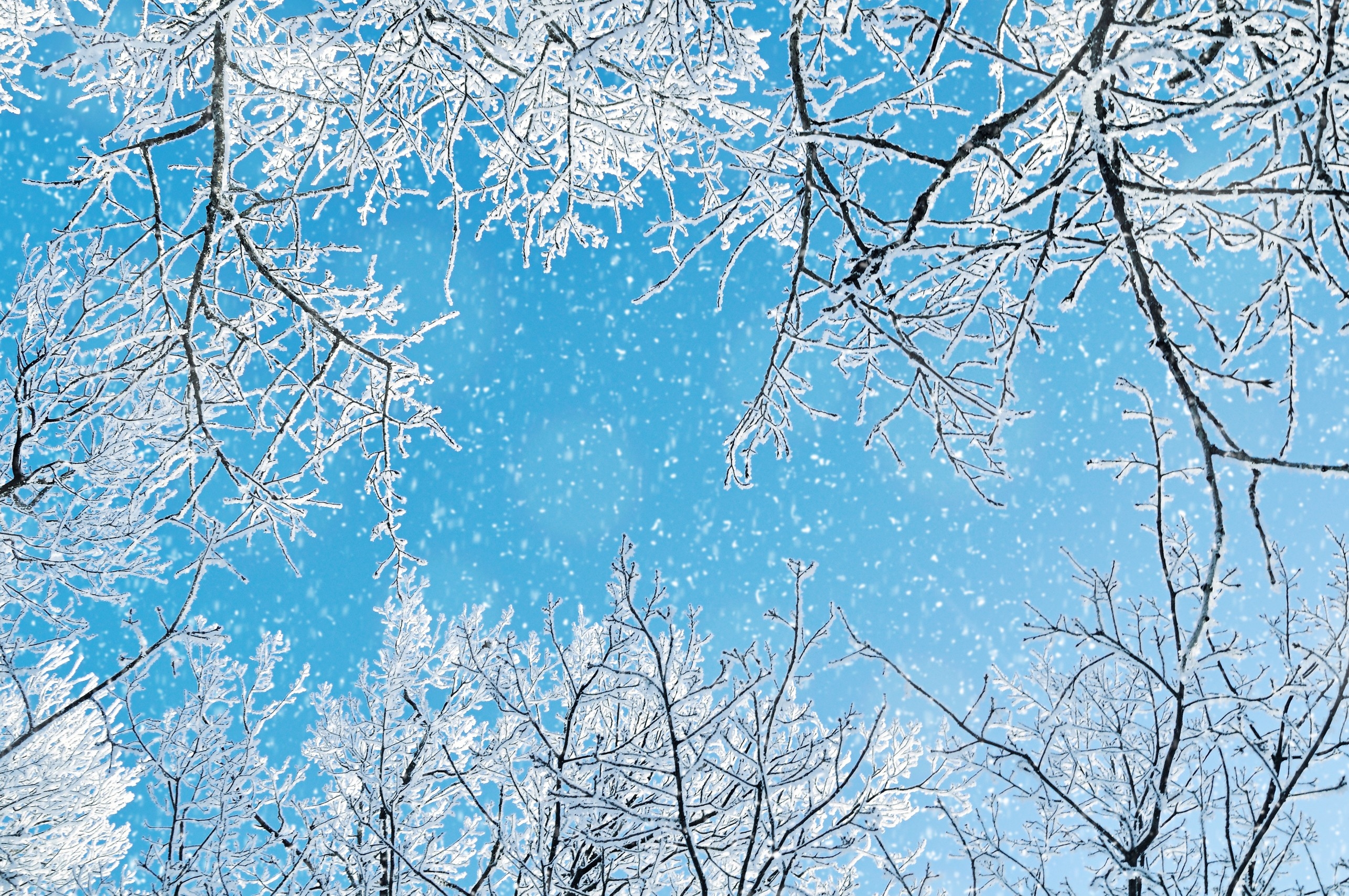 Winter background. Frosty branches of the winter trees against blue sky -forest winter landscape scene. Snowy treetops of winter trees in the sunny winter forest. Sunny winter landscape. Snowy winter forest