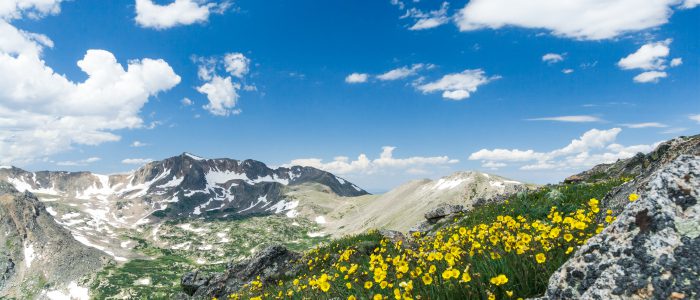 Wild flowers bloom along a trail in a colorful Colorado spring landscape on Arapahoe Pass in the Rocky Mountains