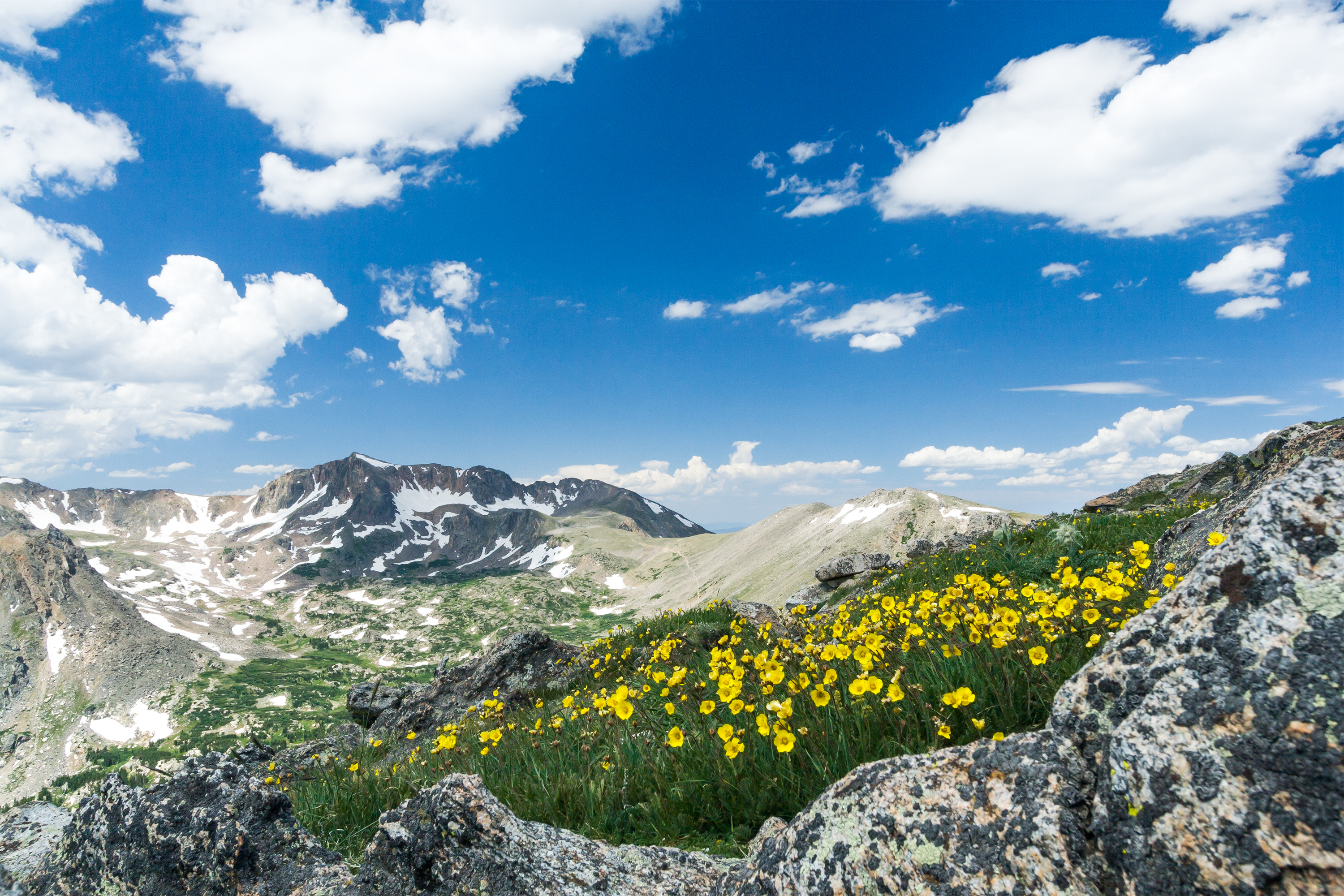 Wild flowers bloom along a trail in a colorful Colorado spring landscape on Arapahoe Pass in the Rocky Mountains