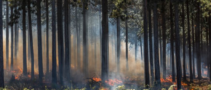 Highly detailed image of wildfire, fire in a forest.