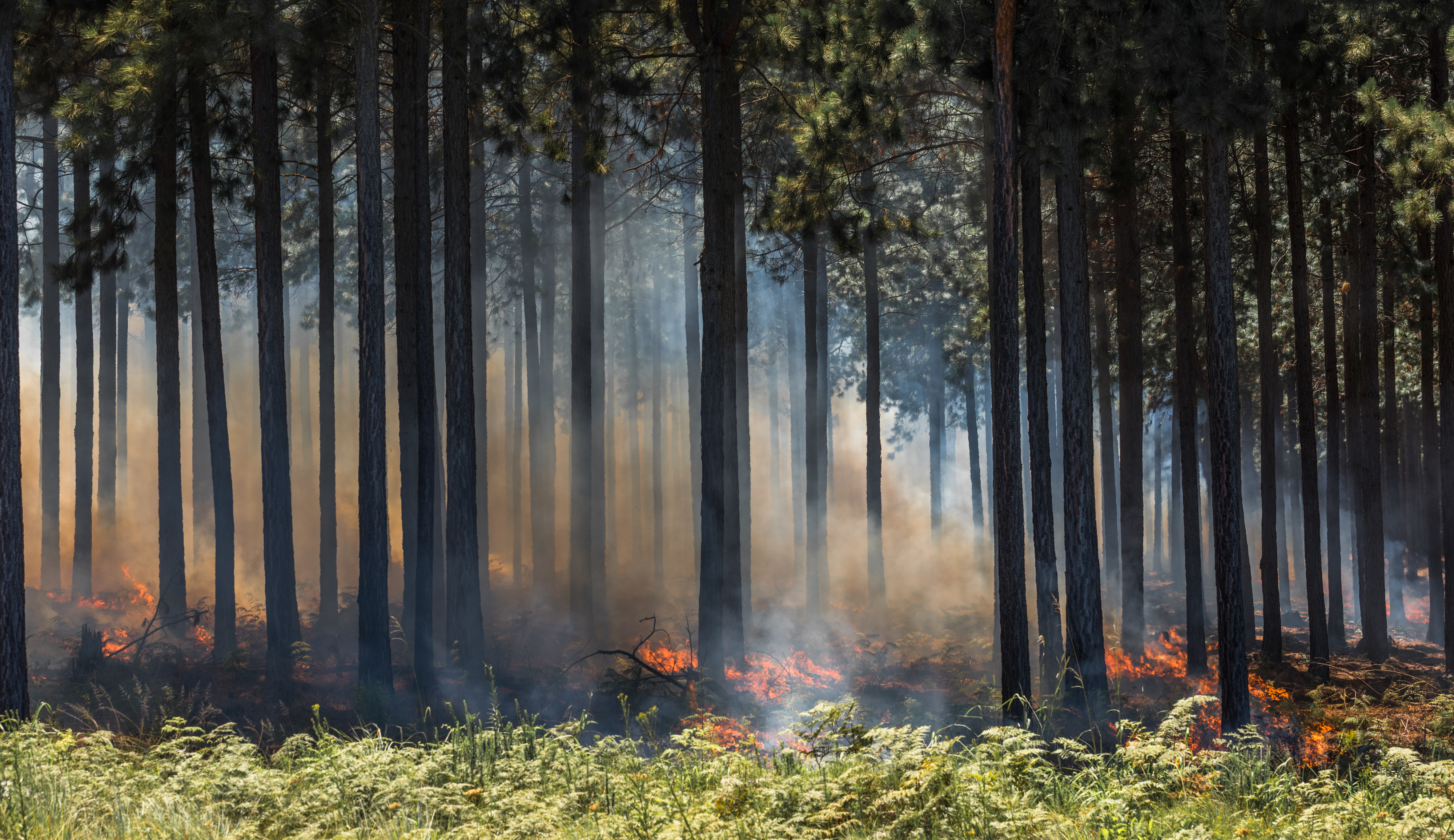 Highly detailed image of wildfire, fire in a forest.