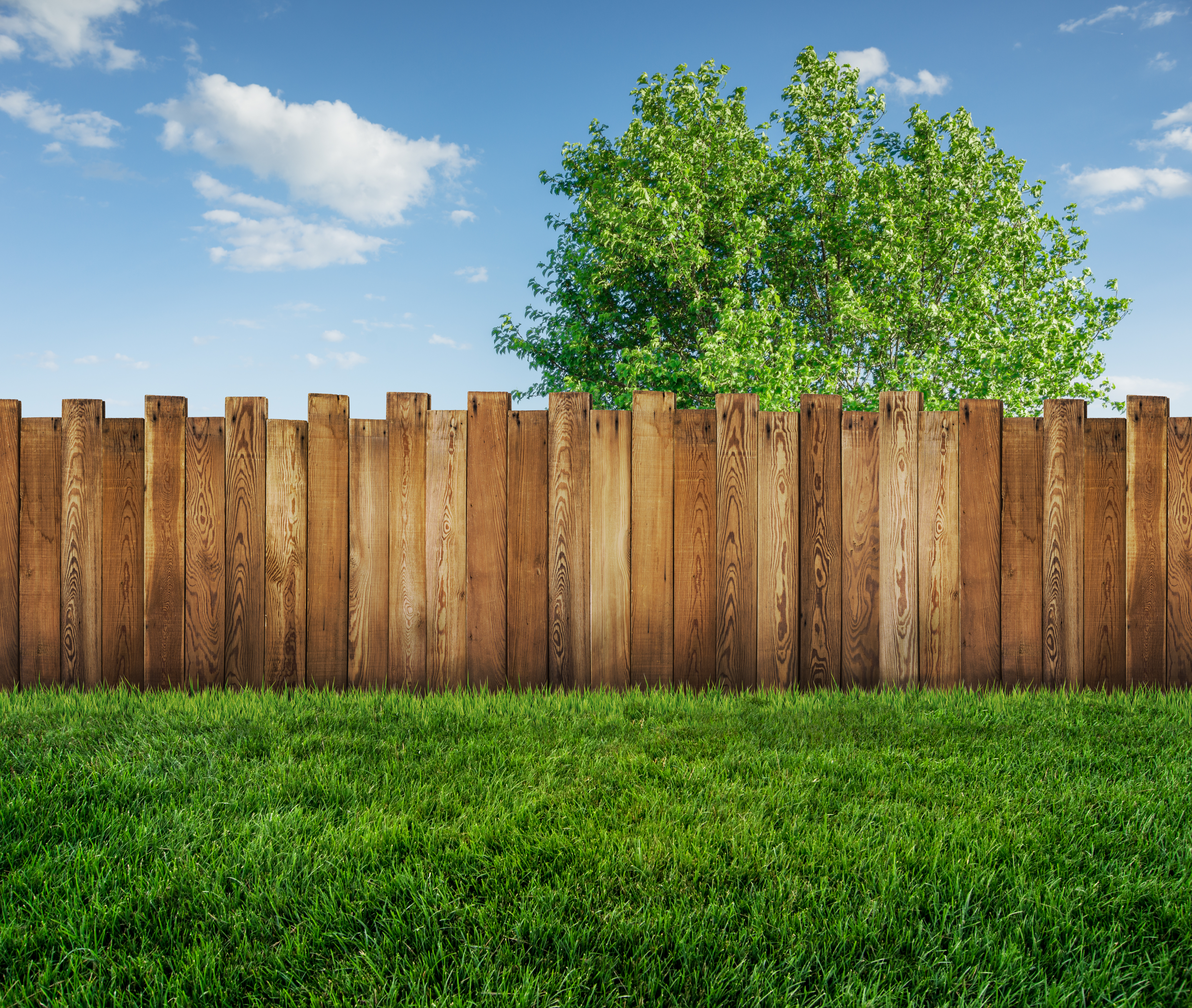 spring tree in backyard and wooden garden fence